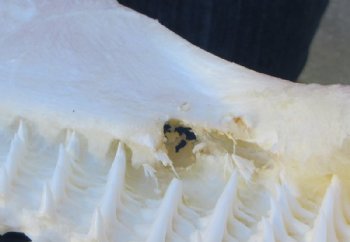Authentic Bull Shark Jaw  <font color=red> Wholesale</font> (Carcharhinus leucas)   (14") Real Marine Taxidermy - $179.99 each