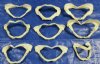 <font color=red> Wholesale</font> 3-3/4 to 4-3/4 inches Small Shark Jaws for Sale in Bulk - Case of 40 @ $2.45 each