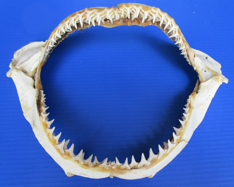 14 inches Wholesale Real Blacktip Shark Jaws for Sale