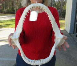 Real Blacktip Shark Jaw <font color=red> Wholesale </font> (13") -  $154.99