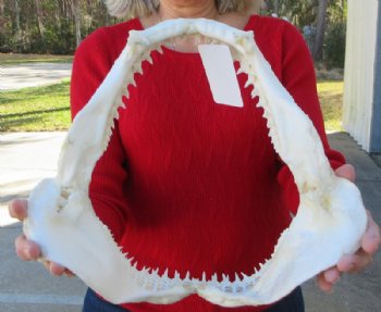 Real Blacktip Shark Jaws <font color=red> Wholesale </font> (13") -  3 @ $139 each (Delivery Signature Required)