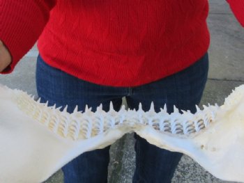 Real Blacktip Shark Jaws <font color=red> Wholesale </font> (13") -  3 @ $139 each (Delivery Signature Required)