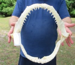 Real Blacktip Shark Jaws <font color=red> Wholesale </font> (14") -  3 @ $157 each (Delivery Signature Required)