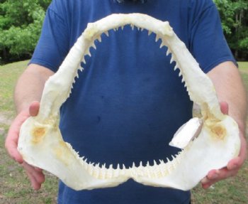 Real Blacktip Shark Jaws <font color=red> Wholesale </font> (14") -  3 @ $157 each (Delivery Signature Required)