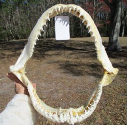 Real Blacktip Shark Jaw <font color=red> Wholesale </font> (15") -  $194.99 (2pcs Requires Delivery Signature)