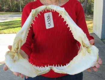 Real Blacktip Shark Jaw <font color=red> Wholesale </font> (15") -  $194.99 (2pcs Requires Delivery Signature)