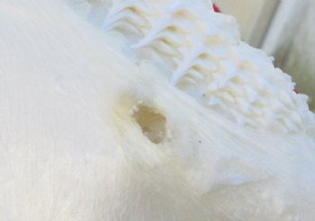 Authentic Bull Shark Jaw  <font color=red> Wholesale</font> (Carcharhinus leucas)   (14") Real Marine Taxidermy - $179.99 each