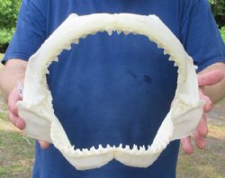 Authentic Bull Shark Jaws <font color=red> Wholesale</font> (Carcharhinus leucas) 12" Wide - 3 @ $126 each (Delivery Signature Required)