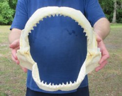 Authentic Bull Shark Jaw  <font color=red> Wholesale</font> (Carcharhinus leucas)   (13") Real Marine Taxidermy - $159.99 each