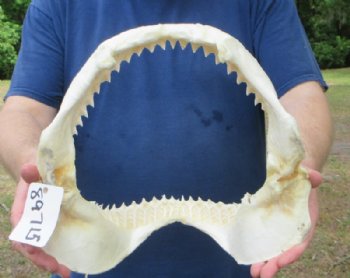 Authentic Bull Shark Jaws <font color=red> Wholesale</font> (13") – Pack of 3 (100% Real Specimen) - 3 @ $144 each (Delivery Signature Required)