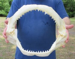 Authentic Bull Shark Jaws <font color=red> Wholesale</font> (14") - Pack of 3 (100% Real Specimen) - 3 @ $180 each (Delivery Signature Required)