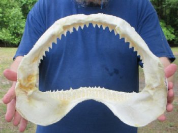 Authentic Bull Shark Jaw  <font color=red> Wholesale</font> (Carcharhinus leucas)   (14") Real Marine Taxidermy - $179.99 each