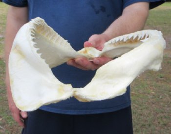 Authentic Bull Shark Jaws <font color=red> Wholesale</font> (14") - Pack of 3 (100% Real Specimen) - 3 @ $162 each (Delivery Signature Required)