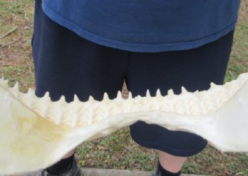 Authentic Bull Shark Jaws <font color=red> Wholesale</font> (14") - Pack of 3 (100% Real Specimen) - 3 @ $162 each (Delivery Signature Required)