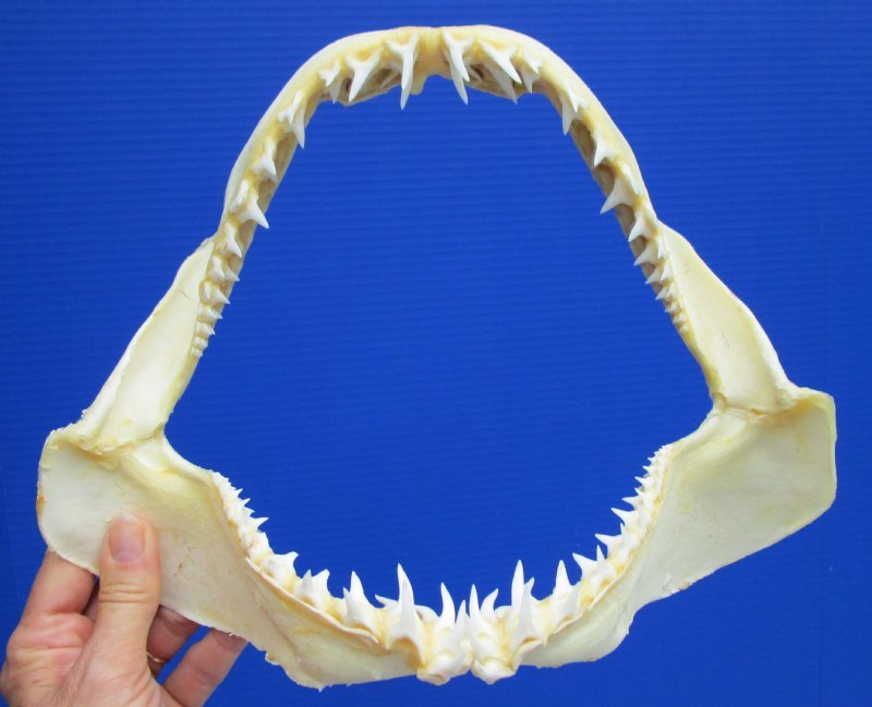 11 to 11-3/4 inches Wholesale Authentic Shortfin Mako Shark Jaw for Sale