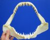 11 to 11-3/4 inches<font color=red> Wholesale</font> Authentic Shortfin Mako Shark Jaws for Sale - Pack of 2 @ $45.00 each; Pack of 4 @ $41.00 each