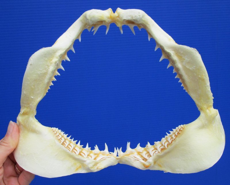 11 to 11-3/4 inches Wholesale Authentic Shortfin Mako Shark Jaw for Sale