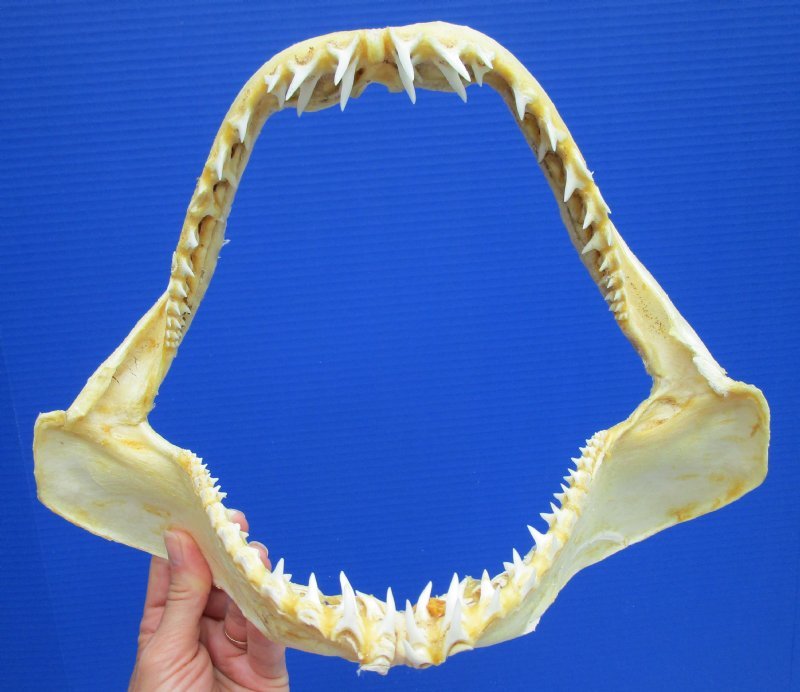 12 to 12-3/4 inches Real Shortfin Mako Shark Jaw for Sale Wholesale