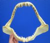 12 to 12-3/4 inches <font color=red>Wholesale</font> Real Shortfin Mako Shark Jaw for Sale - Pack of 2 @ $55.00 each;  Pack of 4 @ $51.00 each 