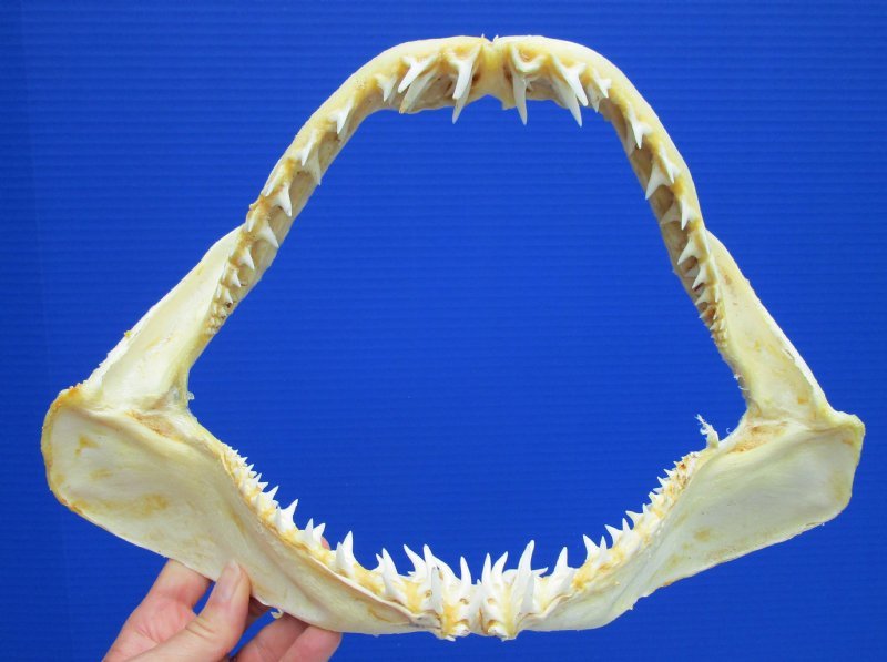 12 to 123/4 inches Real Shortfin Mako Shark Jaw for Sale Free Shipping
