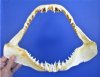 13 inches <font color=red> Wholesale</font> Shortfin Mako Shark Jaws - Pack of 2 @ $65.00 each; Pack of 4 @ $61.00 each