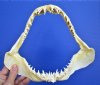 9 inches <font color=red> Wholesale</font> Shortfin Mako Shark Jaws for Sale - Pack of 3 @ $33 each
