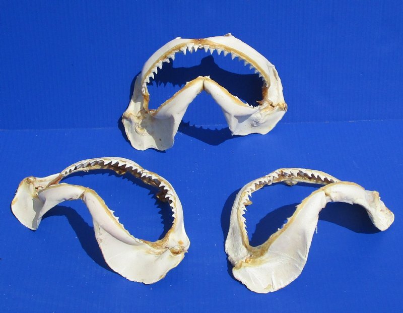8 to 9-7/8 inches Authentic Silvertip Shark Jaws for Sale, Grade B Quality