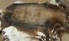 Wholesale African Blesbok Hides, Skins for Sale - Pack of 2 @ $55 each; Pack of 5 @ $49 each