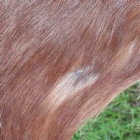 Authentic African Blesbok Hide, Blesbuck Skin, Standard Grade  - $79.99 each