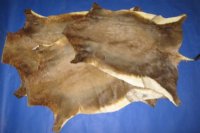 Authentic African Blesbok Hide, Blesbuck Skin, Standard Grade  - $79.99 each