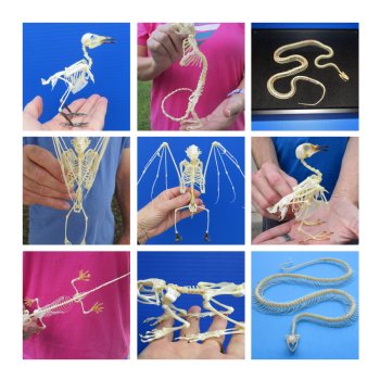 Complete Animal Skeletons