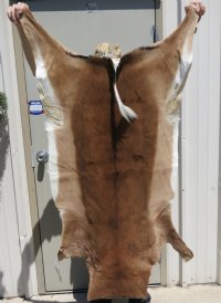 African Impala Skins, Hides, Antelope Skins, Hides <font color=red> Wholesale</font> - 2 @ $65.00 each; 5 @ $58.00 each