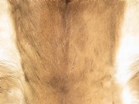 African Impala Skins, Hides, Antelope Skins, Hides <font color=red> Wholesale</font> - 2 @ $65.00 each; 5 @ $58.00 each