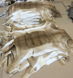 African Impala Skins, Hides, Antelope Skins, Hides <font color=red> Wholesale</font> - 2 @ $65.00 each; 5 @ $58.00 each