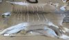 Wholesale Real African Kudu Hides, Skins, Rugs for Sale - $130.00 each