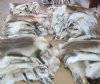 <font color=red> Wholesale</font> Large Reindeer Hides, Skins, Furs for Sale imported from Finland, - Case of 4 @  $135.00 each (Will Ship UPS Signature Required)