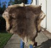 Craft Grade Tanned Reindeer Hides, Skins <font color=red> Wholesale</font> (HAS A DEFINITE ODOR) - Packed: 2 @ $68.00 each