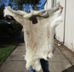 Craft Grade Reindeer Hides, Skins, Fur <font color=red>Wholesale </font>  - 7 @ $60.00 each ( Delivery Signature Required)