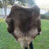 <font color=red> Wholesale</font>  Finland Reindeer Hides, Reindeer Furs, Skins Without Legs, Grade B, and with natural imperfections - Pack of 1 @ $90.00 each 