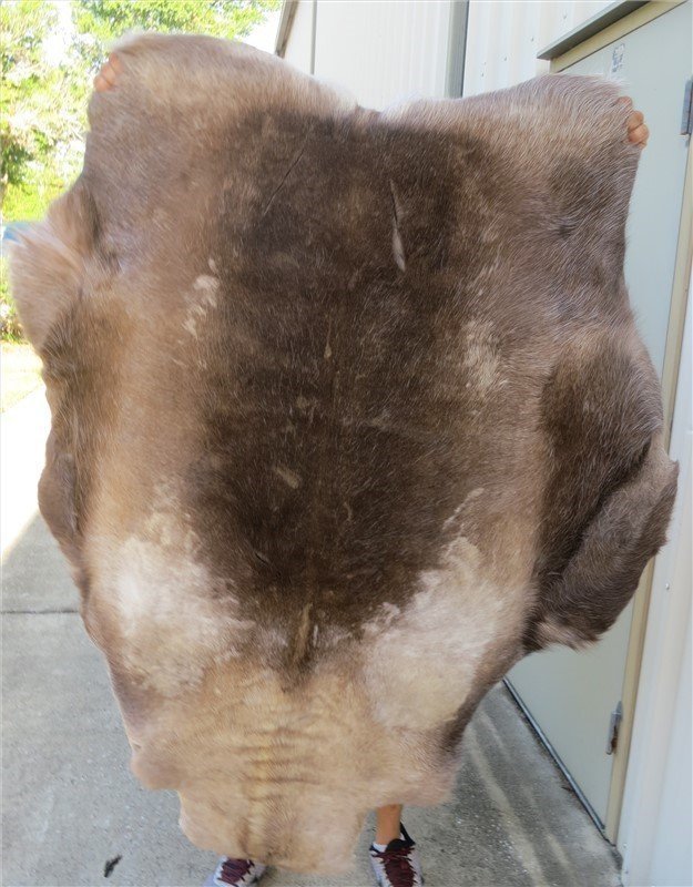 Wholesale Reindeer Hides, Skins Without Legs 80 each