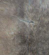 Finland Reindeer Hide, Reindeer Fur, Skin <font color=red> Wholesale</font>   Without Legs, Grade B - $90.00 each 