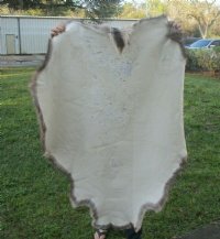 Finland Reindeer Hide, Reindeer Fur, Skin <font color=red> Wholesale</font>   Without Legs, Grade B - $90.00 each 