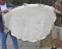 Reindeer Hides, Skins Without Legs, <font color=red>Wholesale </font>  Grade B -  4 @ $80.00 each (Delivery Signature Required)