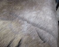 Reindeer Hides, Skins Without Legs, <font color=red>Wholesale </font>  Grade B -  4 @ $80.00 each (Delivery Signature Required)