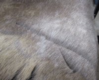 Finland Reindeer Hide, Reindeer Fur, Skin <font color=red> Wholesale</font>   Without Legs, Grade B - $90.00 each 