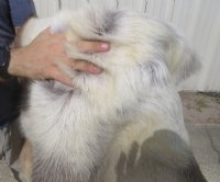 Reindeer Hides, Fur, Skins, Without Legs,  <font color=red>Wholesale </font>  $104.99