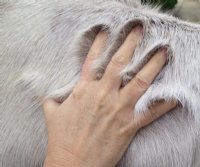 Large Reindeer Hides, Reindeer Fur, Reindeer Skins <font color=red> Wholesale</font> for $149.99