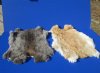 Natural Rabbit's Fur, Pelts, Skins for Sale in Assorted Natural Colors 15x10 to 17x12 inches - Pack of 1 @ <font color=red>$13.30 each</font> Plus $7.50 1st Class Mail