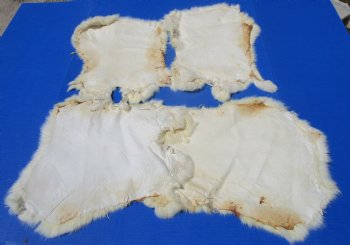 Off-White Rabbit's Fur, Skin, Pelts for Sale - $11.99 each
