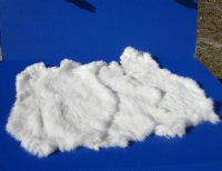 White Rabbit's Fur, Skin, Pelts for Sale - <font color=red>$11.99 each </font> (Plus $7.00 Ground Advantage Mail)